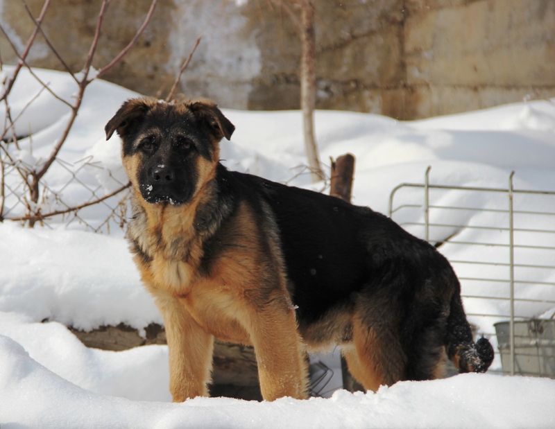 Купить Собаку В Алматы И Алматинской