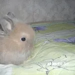 Декоративные карликовые кролики