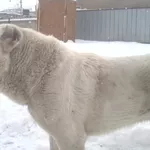 продам  казахского волкодава