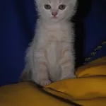 Вислоухие котята Скотиш Фолд
