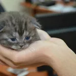 Шотландские вислоухие котята