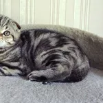котята породы Скоттиш фолд и Скоттиш страйт