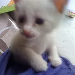  Котята, болинезийские  и голубые пушистики( как кот Леопольд) ждут надежных хозяев ) 