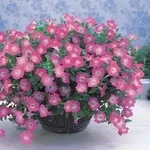 Семена Pan American и Syngenta