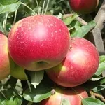 Яблони,  саженцы яблонь,  продажа деревьев яблонь Алматы 