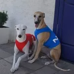 Продам щенков Уиппета