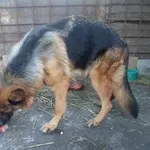 срочно продам чистопородных щенков немецкой овчарки цены снижены