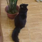 Отдается черный пушистый кот в добрые руки