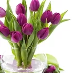 продам тюльпаны к 8-му марту