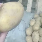 Свежий картофель (оптом),  урожай 2014г. Доставка по Республике Казахст