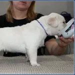 Лабрадор ретривер,  кц «Фаворит» СКК/FCI г. Алматы,  щенки 