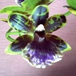 Продам орхидею Зигопеталум
