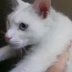 Отдается белый молодой котик 