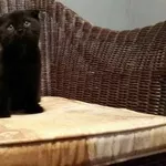 шикарный черный котенок с документами  вислоухий 