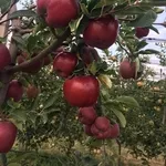 Экологически чистые яблоки