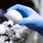 Сбор грибов шампиньоны,  приглашаем в Польшу