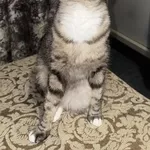 Отдам Кошечку в Хорошие Руки