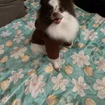 Померанский шпиц самка 2 года