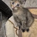 Срочно! Отдам котенка в добрые руки