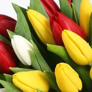 Продаем весенние цветы (Тюльпаны) к празднику 8 марта! 