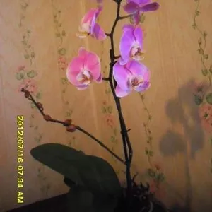 Орхидеи Фаленопсис разные расцветки, недорого.