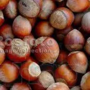 продам саженцы лесного ореха(фундук)лещина