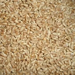 Пшеница для проращивания