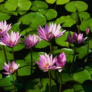 Ремонт квартир ,  коттеджей ,  офисов! Под ключ!