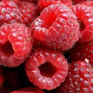 Саженцы малины европейских сортов