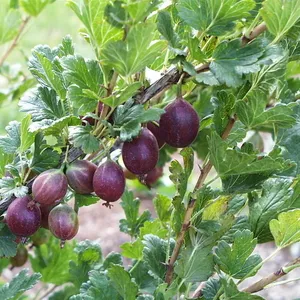 Новые сорта Саженцев (рассады) ягодных культур для вашего сада из Евро