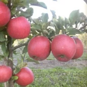 Продам саженцы яблонь из Европы оптом и в розницу.