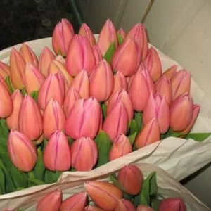 Продам шикарные тюльпаны,  недорого