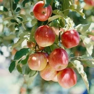 Питомник плодово-ягодных культур реализует саженцы в Алматы