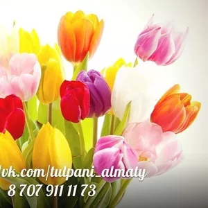 Тюльпаны в Алматы
