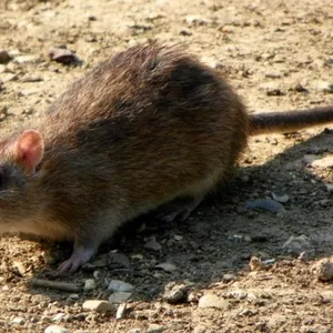 уничтожение крыс и мышей