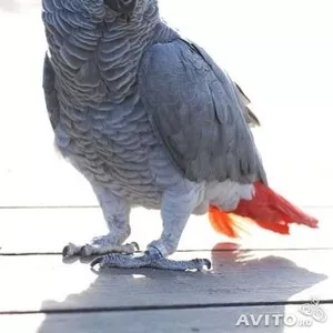 Продам попугая краснохвостого жако