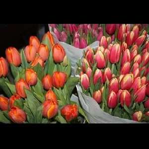 Отличная скидка на букет из 31 голландского тюльпана