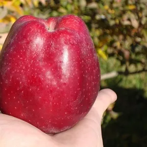 Саженцы яблони оптом от 550 тенге Алматы