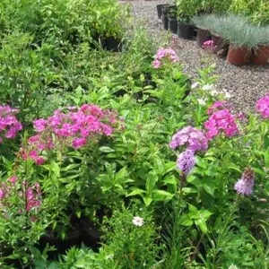 Многолетние цветы в ассортименте