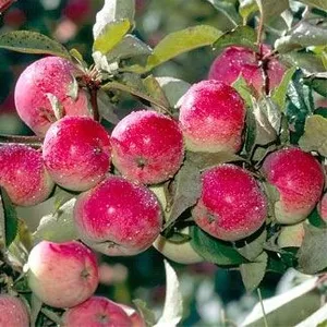 Саженцы яблони «Конфетное» в Алматы оптом и в розницу.