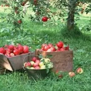 Саженцы яблонь,  местные и из Польши.