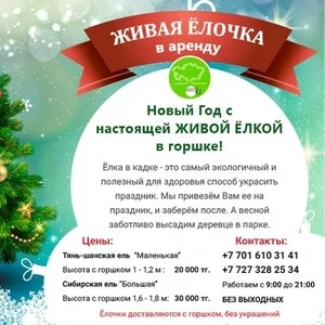 Аренда Живой Елочки в Алматы! До 5 декабря!