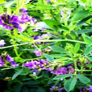 семена люцерны 