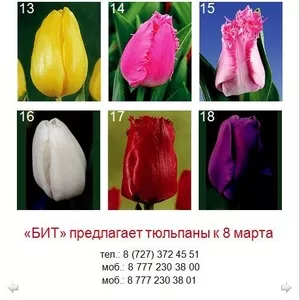 Продам тюльпаны на 8-е марта