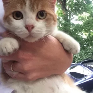 Томи очаровательный молодой котик ищет свой семью и дом. 