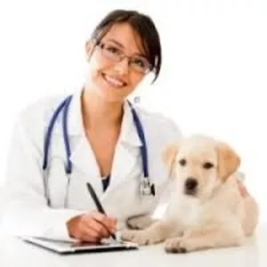 услуги ветеринара 