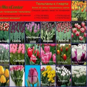 цветы тюльпаны 65 видов