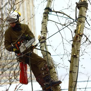 Спил и обрезка аварийных деревьев в Алматы