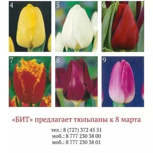 Тюльпаны на 8-е марта
