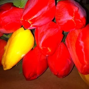Тюльпаны оптом в Алмате